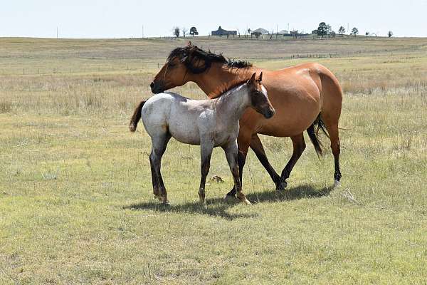 all-around-quarter-horse