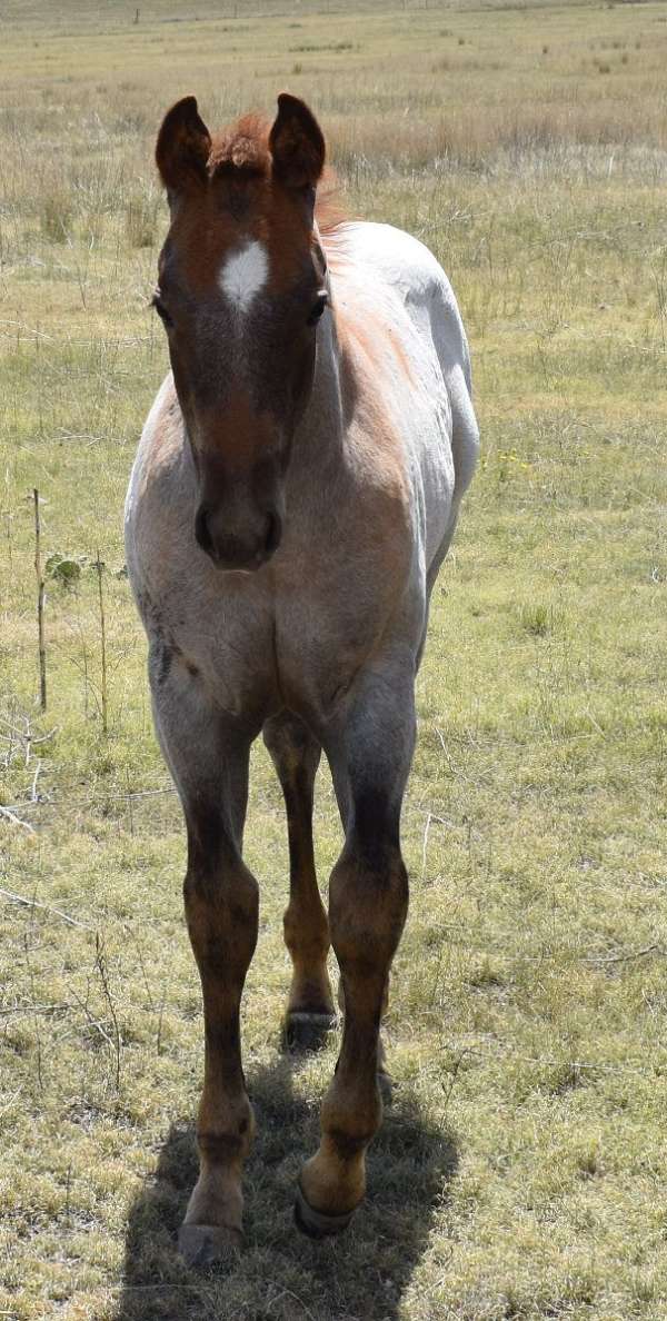 ranch-work-quarter-horse