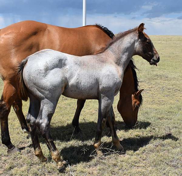 rodeo-quarter-horse