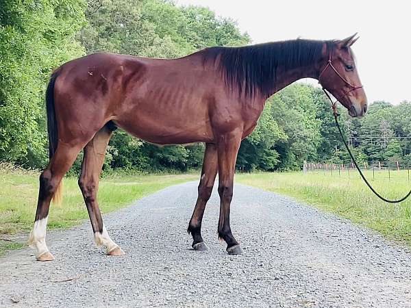 all-around-oldenburg-horse