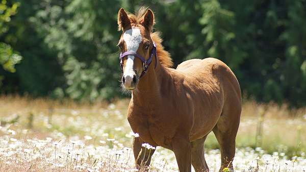 appaloosa-colt