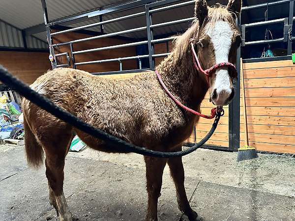 appaloosa-horse-club-colt