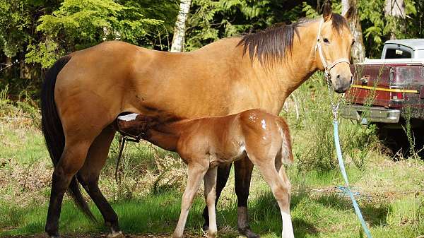 quarter-horse-mare