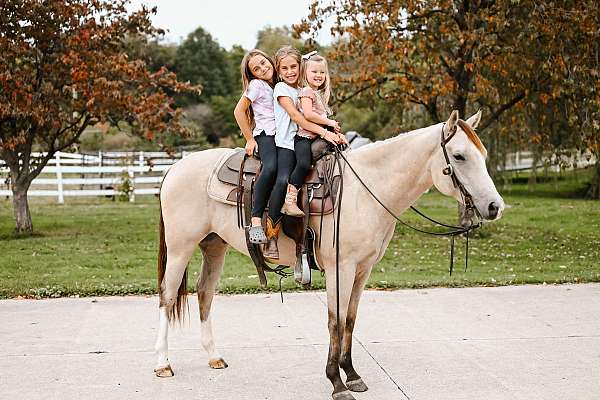 buckskin-white-socks-blaze-horse