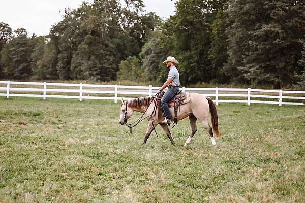 all-around-quarter-horse