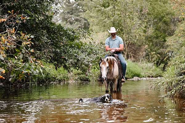 beginner-quarter-horse