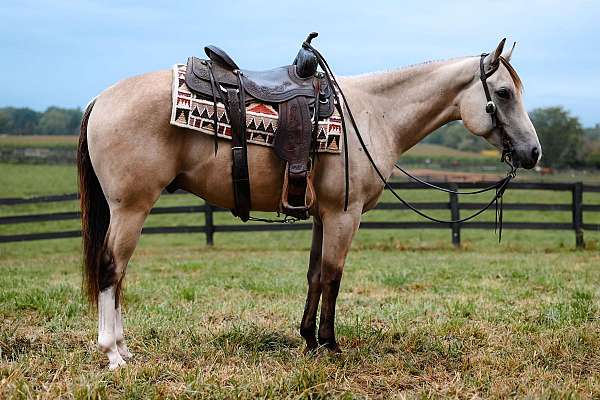 horsemanship-quarter-horse