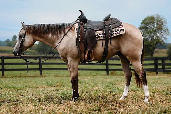 husband-safe-quarter-horse