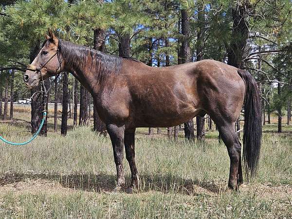 aqha-pre-appendix-gelding