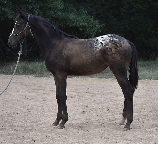 appaloosa-horse