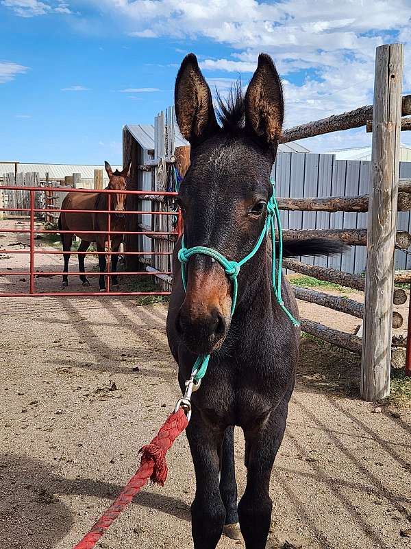 some-leg-stripes-horse