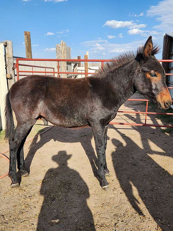 blue-roan-mule-weanling