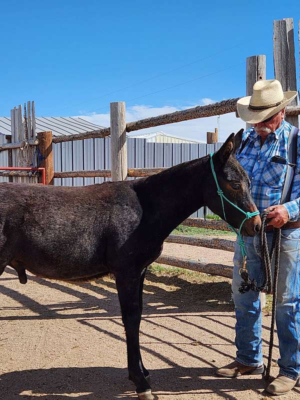 blue-roan-weanling-for-sale