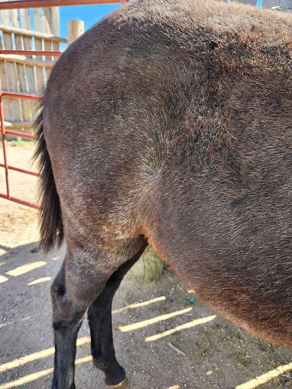 3-hand-mule-weanling