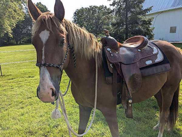 flaxen-mane-tail-horse