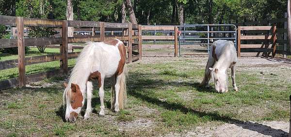 chocolate-donkey-stallion