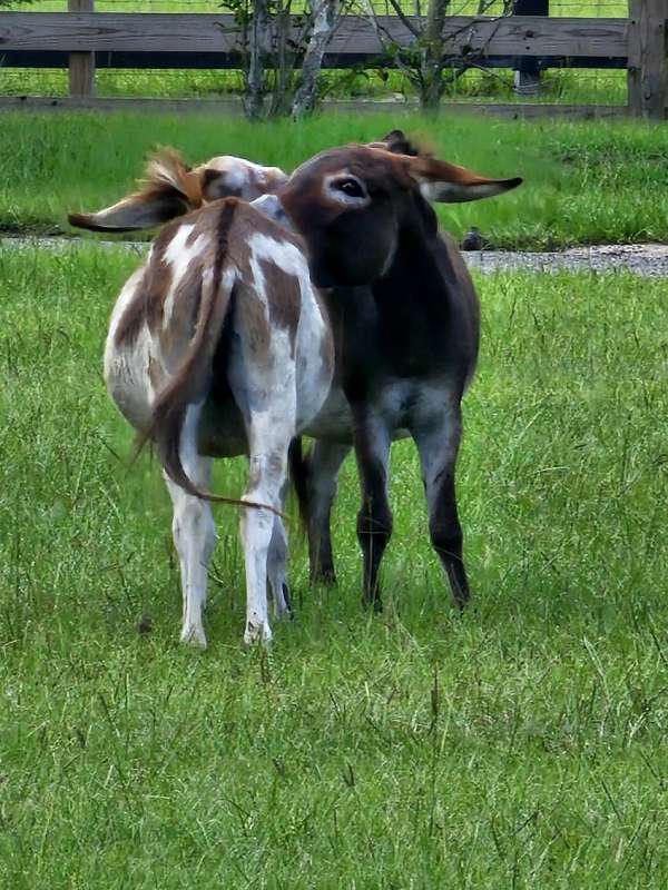 chocolate-donkey-foal