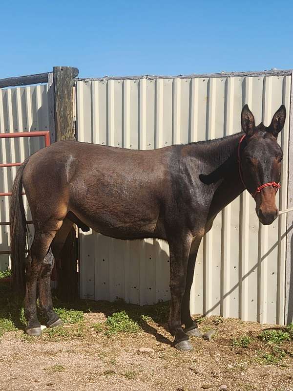 shoulder-bar-dorsal-stripe-horse