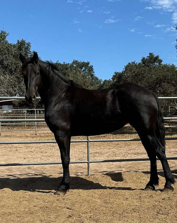 friesian-frison-friesian-horse