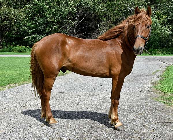 15-hand-draft-gelding