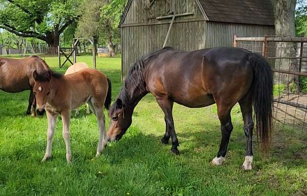 5-hand-quarter-pony