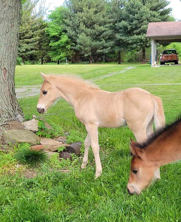 4-hand-quarter-pony-colt