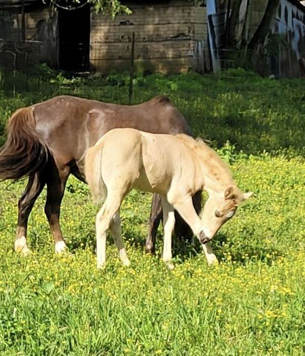 4-hand-quarter-pony