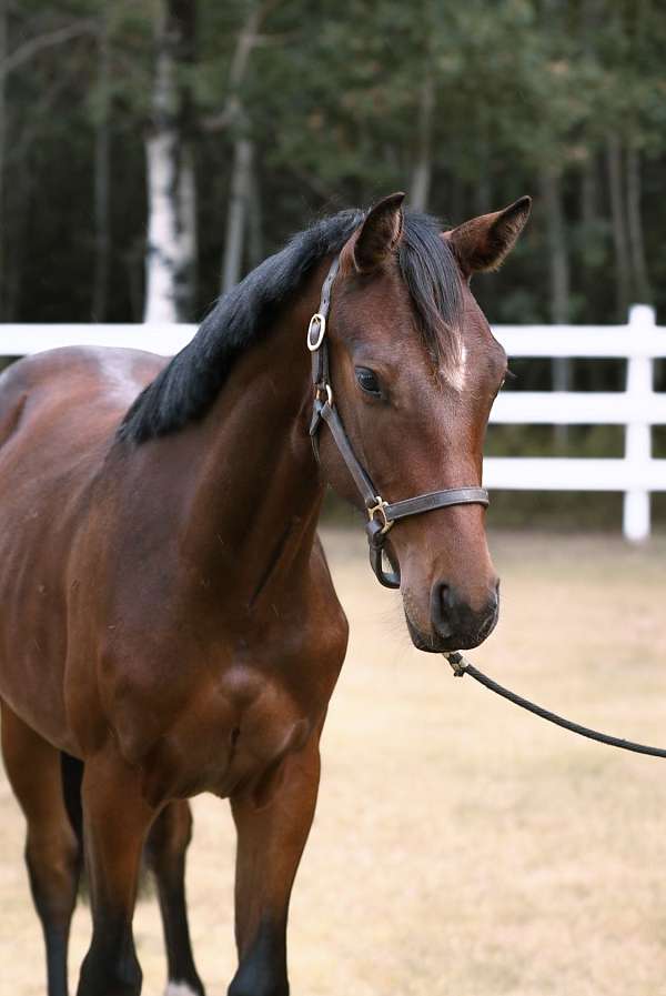 hunter-jumper-filly-yearling