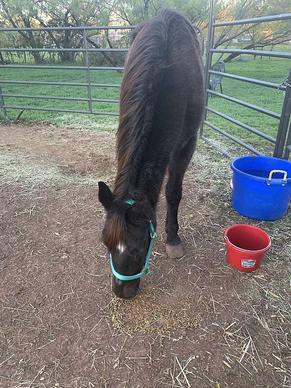 missouri-fox-trotter-mare