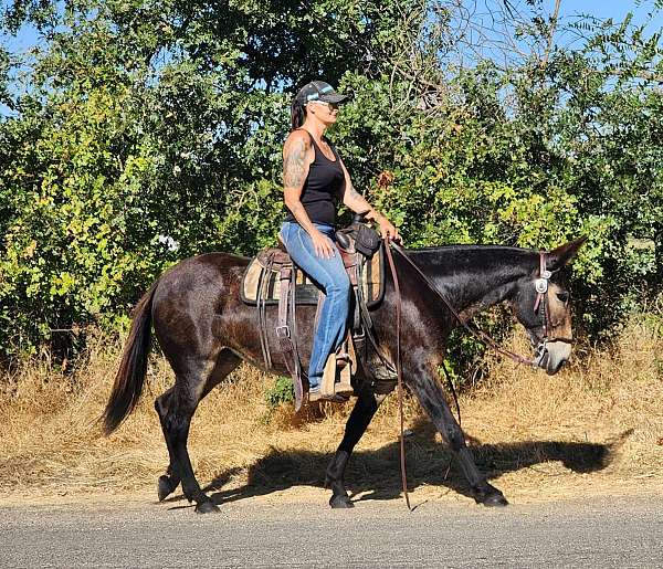 trail-riding-mule