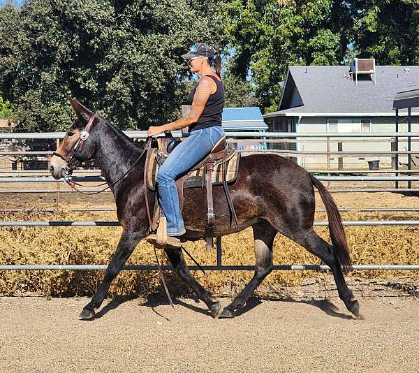 bay-ridden-english-horse