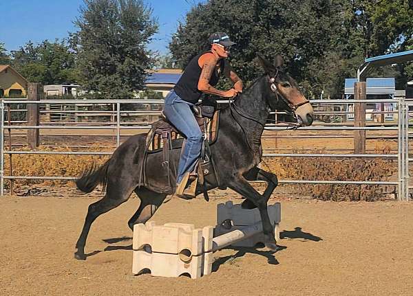 bay-trail-horse