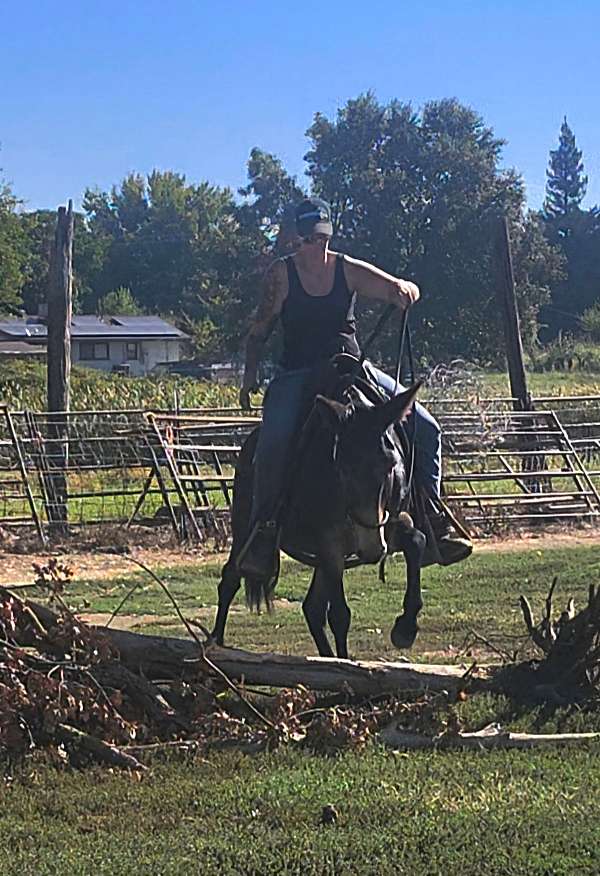 bay-trail-riding-horse