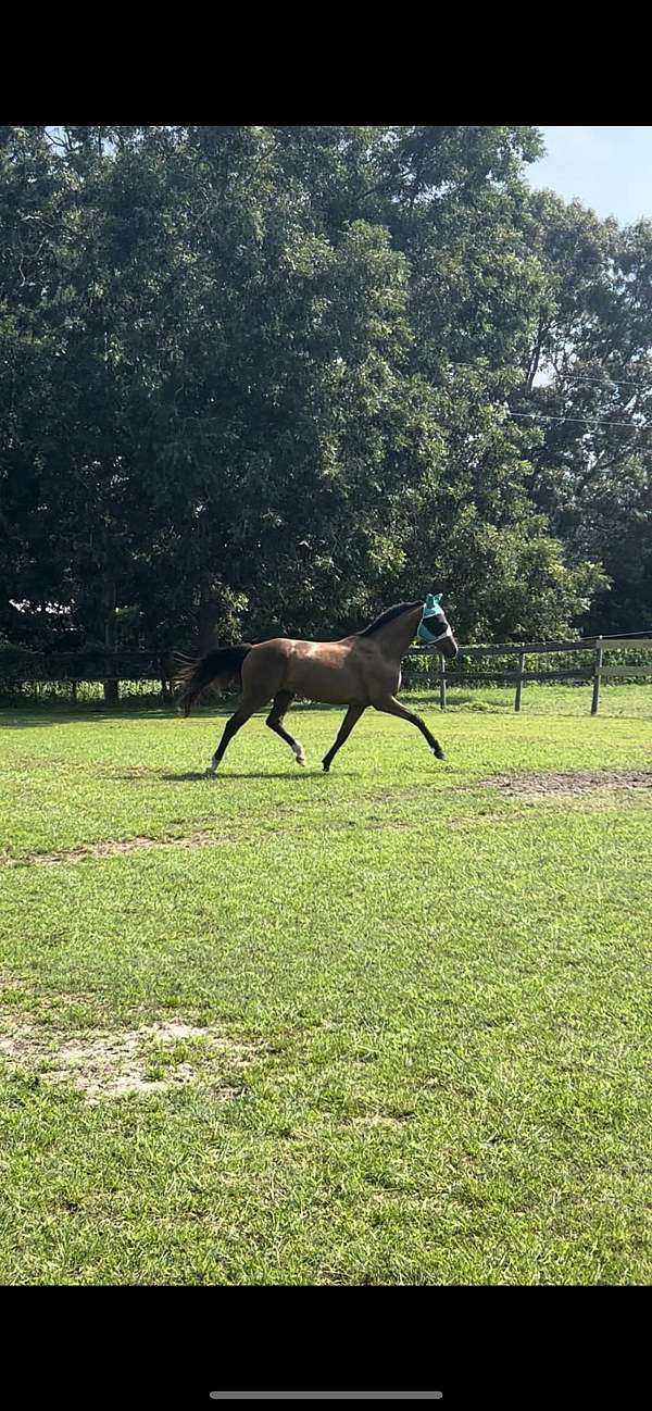 athletic-dutch-warmblood-warmblood-horse