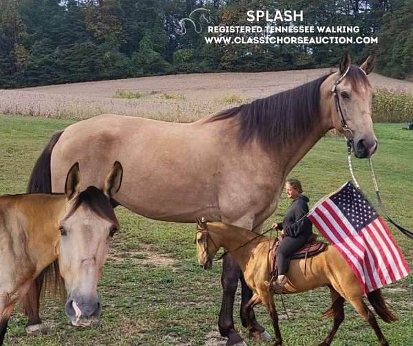 cadence-tennessee-walking-horse