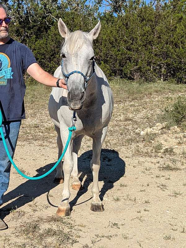 grey-paint-quarter-horse