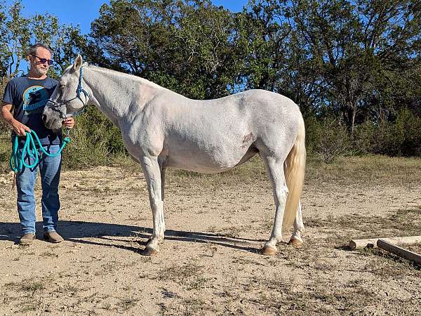 natural-horsemanship-training-quarter-horse