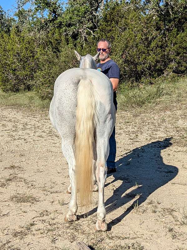 trail-riding-quarter-horse