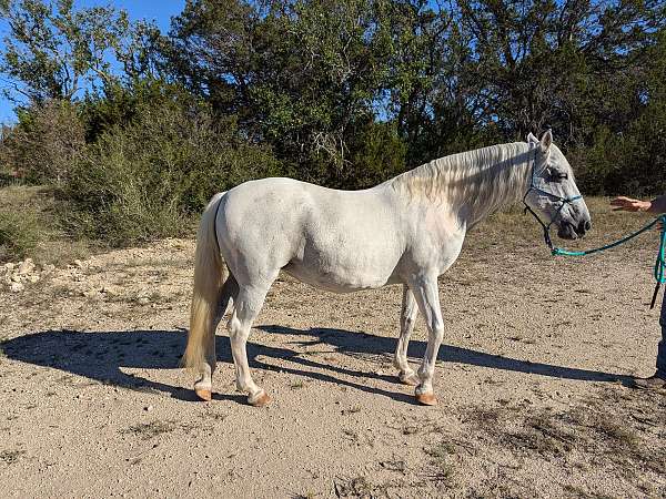 grey-paint-quarter-horse-for-sale