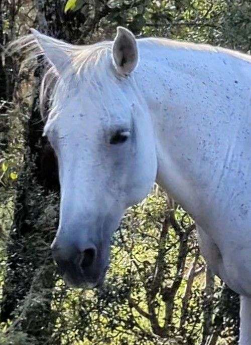 grey-paint-quarter-horse-for-sale