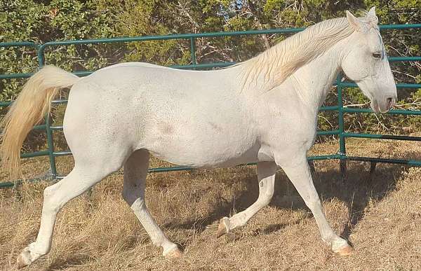 grey-paint-quarter-horse