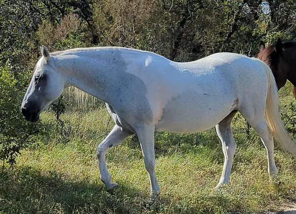 natural-horsemanship-training-quarter-horse