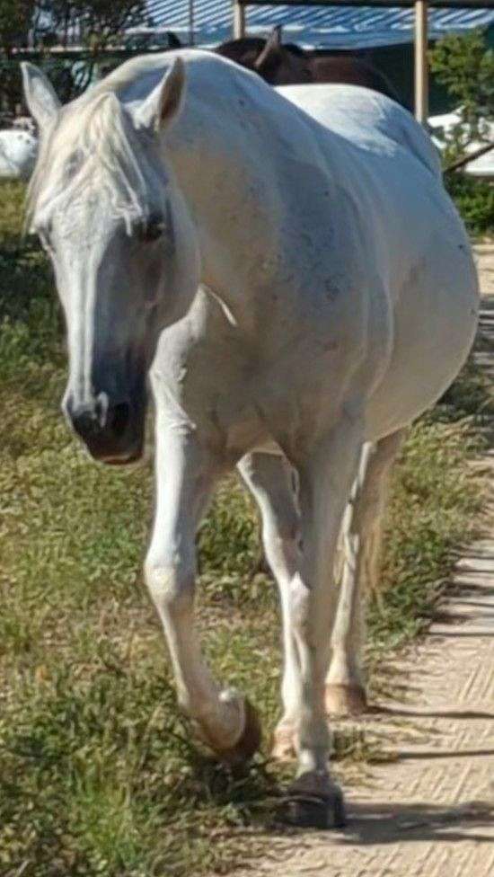 broodmare-quarter-horse