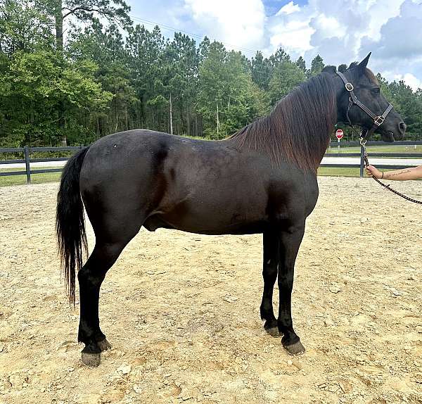 black-morgan-gelding