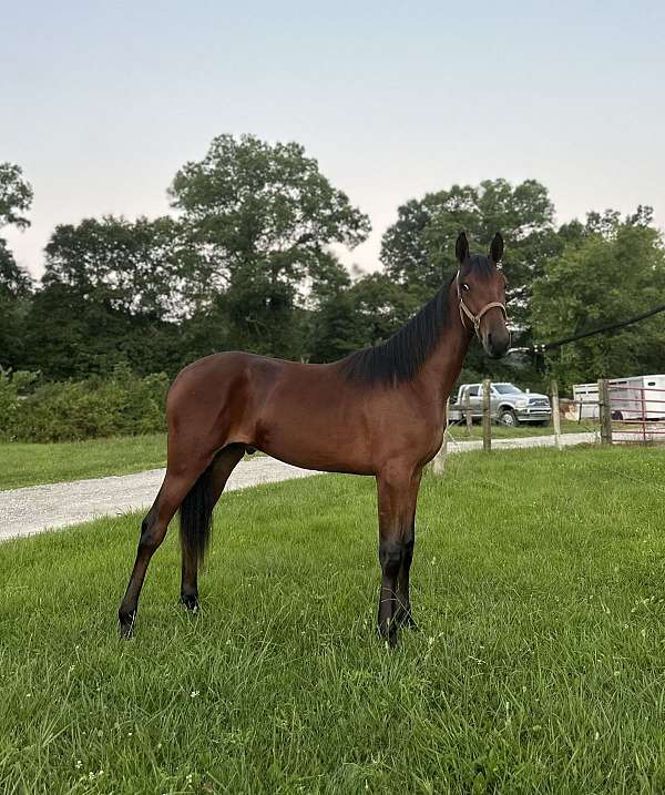 stallion-single-footing-horse