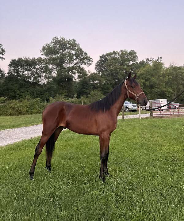 14-hand-single-footing-colt