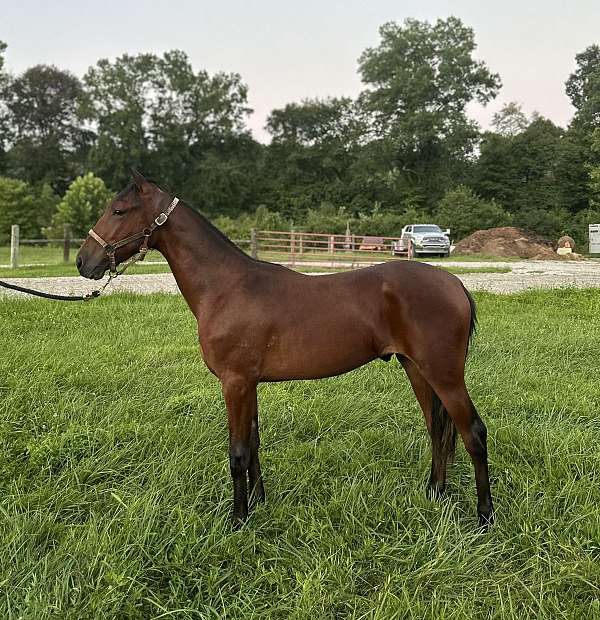 bay-single-footing-colt