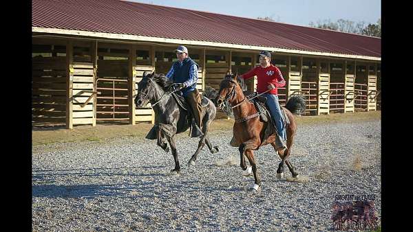 bay-single-footing-horses-for-sale