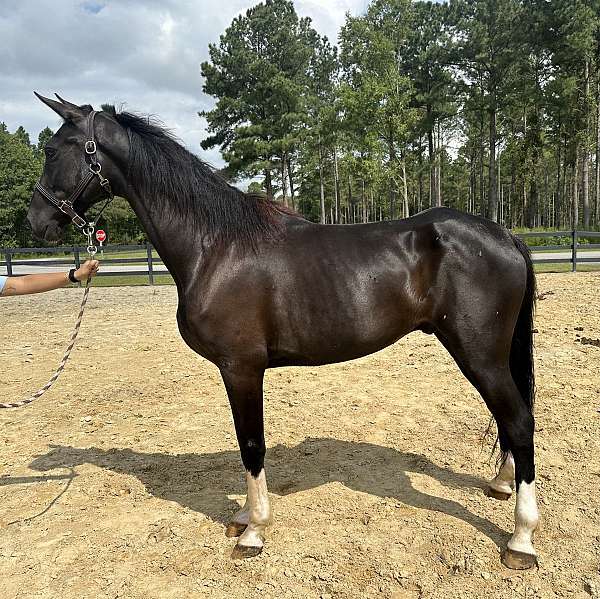 black-dutch-warmblood-gelding