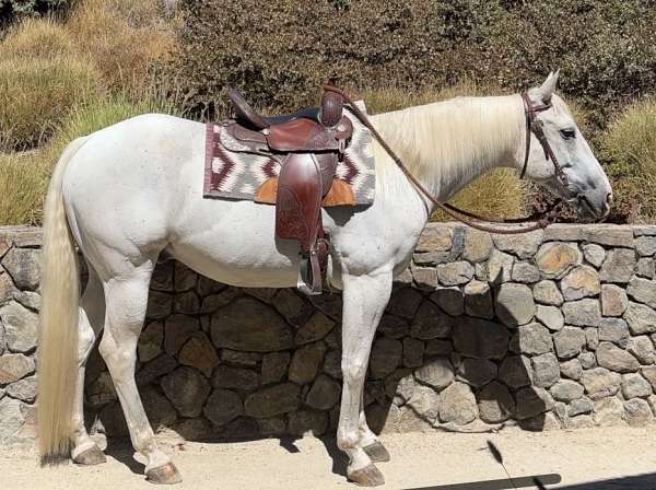 quarter-horse-for-sale